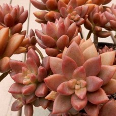 Graptosedum Bert Stanwick/Vera Higgins x 1 Plant Bronze Succulents Groundcover Hanging Basket Bonbonniere Wedding Favors gift